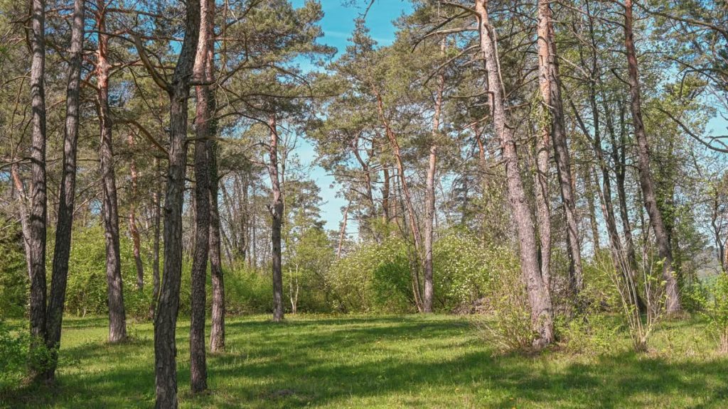 A tranquil summer forest with tall trees and vibrant greenery under a clear blue sky.